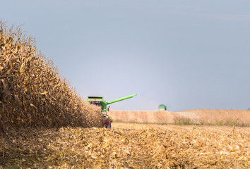 Harvesting of corn field with combine