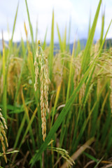 Paddy rice