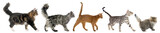 Fototapeta Koty - five walking cats