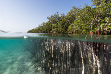 Wall Mural - mangroves, life between earth and sea