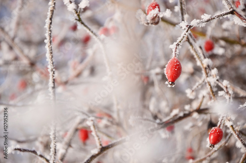 Foto-Schiebegardine ohne Schienensystem - Red rosa flower in cold white winter cover (von kovop58)