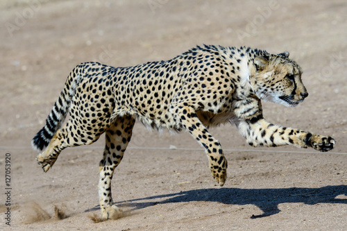 Jaguar Animal Running Full Speed