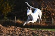 springender Greyhound