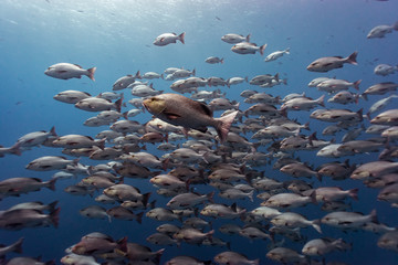 Wall Mural - the huge red snapper school