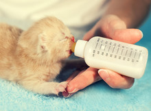Feeding Little Kitten With Milk Replacer