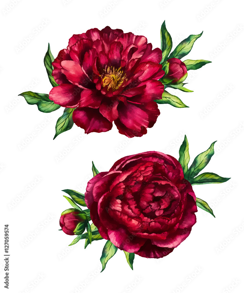 Set Of Watercolor Red Peonies Bouquets Flower Peony Watercolor Rose set-of-watercolor-red-peonies-bouquets-flower-peony-watercolor-rose