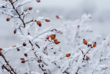 Red Berries Under Snow