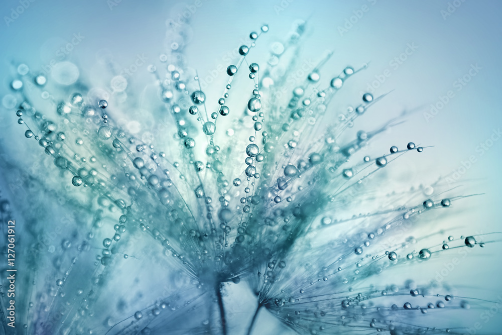 Dandelion Seeds in the drops of dew on a beautiful blurred background. Dandelions on a beautiful blue background. Drops of dew sparkle on the dandelion. - obrazy, fototapety, plakaty 