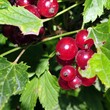 Bright picture of red currant among green leaves