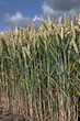 © A - Field of wheat. Ears of grain. Netherlands.