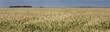 © A - Field of wheat. Groningen Netherlands.