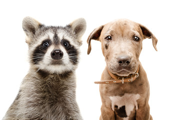 Wall Mural - portrait of funny raccoon and pit bull puppy