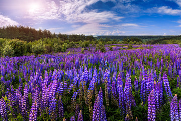 Wall Mural - fantastic landscape. ideal sky with clouds over the meadow with purple lupine flowers on a sunny day. picturesque scene. breathtaking scenery. wonderful landscape. original creative images