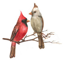 Hand-drawn Watercolor Illustration - A Couple Of The Northern Cardinals On The Branch. Wild Colorful Bird Drawing. Bird Isolated Illustration