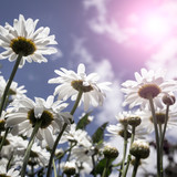 Fototapeta Kwiaty - white daisies on blue sky background  under shining sunlight. close up. small depth of field