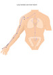 acupuncture meridian of the Lung and inner branches