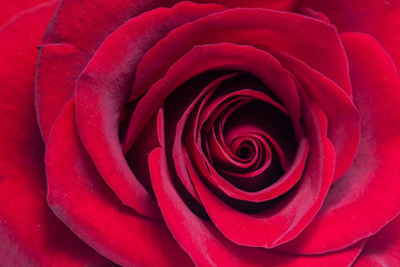 Beautiful red rose wallpaper