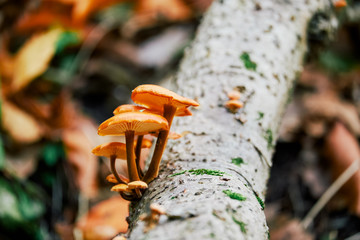 Wall Mural - Mushrooms on tree trunk