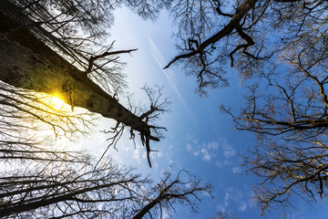 Wall Mural - Treetop Wide Angle View with Sun and Blue Sky