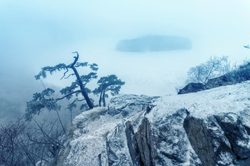 Poster - Foggy Winter Landscape