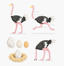 Ostrich And Ostrich Eggs On The Nests. Vector Illustration Flat
