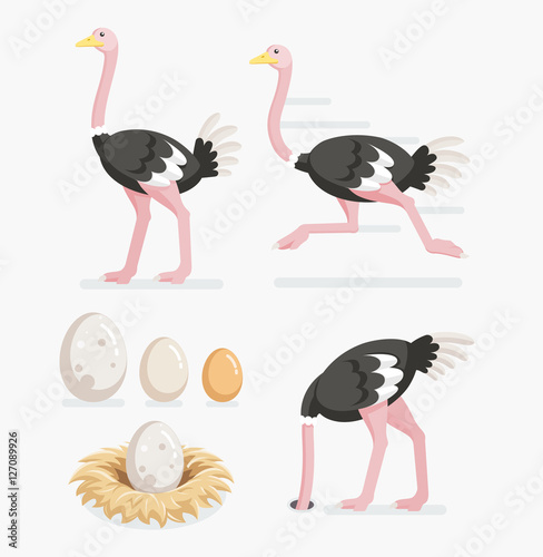 Cuadros en Lienzo Ostrich and ostrich eggs on the nests. Vector illustration flat