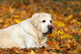Fototapeta Pokój dzieciecy - the yellow labrador in the park in autumn