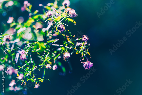 Beautiful Fairy Pink White Small Flowers On Colorful Dreamy