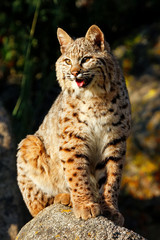 Bobcat sitting on a rock