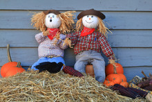 Humorous Thanksgiving Picture Two Scarecrow Dolls Guarding Pumpkins And Corn, Surprised From Crow Eating (picking) Seeds From Maize (corn On Knob) (one Of Them Has Very Surprise Expression On Face)