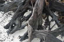 Beach Tree Roots Exposed