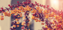 Beautiful Spring Background. Branches Of Barberry Sunlight Small Depth Of Field. Use As Background. Lights
