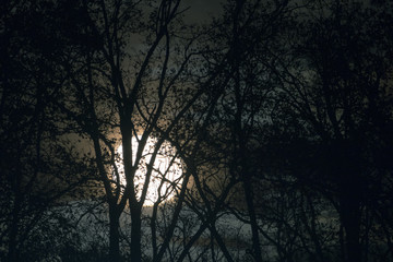 Wall Mural - Full moon behind naked tree branches and twigs in night