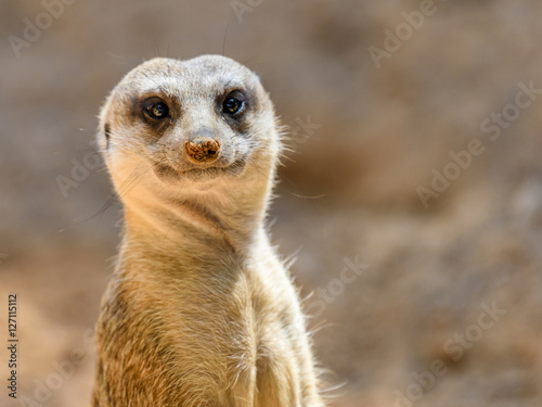 Fotografie, Obraz Meerkat or Suricate (Suricata Suricatta) in Africa