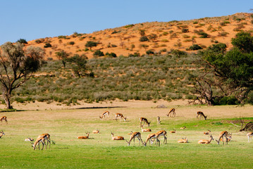 herde springböck in der grünen kalahari während der regenzeit, kgalagadi transfrontier park, südafri