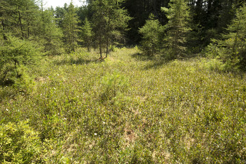 Poster - Peat bog with pioneer trees in New London, New Hampshire.