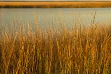 Marsh Grasses At Sunset In Fall At Milford Point, Connecticut.
