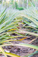 Wall Mural - Pineapple tropical fruit growing in a farm