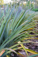 Wall Mural - Pineapple tropical fruit growing in a farm