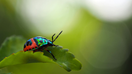 Wall Mural - Close up of beetle on green leave and blurred nature background