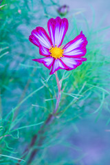 Wall Mural - Beautiful cosmos flower
