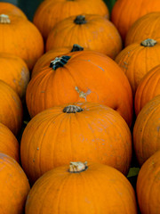 Wall Mural - squashes at market