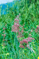 Wall Mural - Grass flower in nature