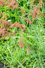 Wall Mural - Grass flower in nature