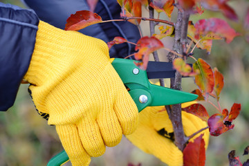 Hands with gloves of gardener doing maintenance work, pruning trees in autumn