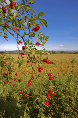 Poster - cotswold landscape uk