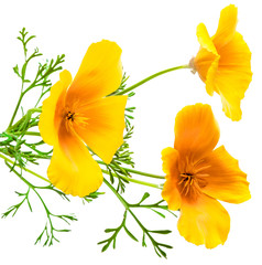 Wall Mural - flower Eschscholzia californica (California poppy, golden poppy, California sunlight, cup of gold) isolated on white background shots in macro lens close-up