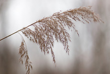 Dried Bush Grass Panicles On Natural Background