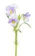three pansy light violet blooms on stem