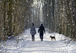 © lukasdesign - couple in the winter woods on a walk with the dog